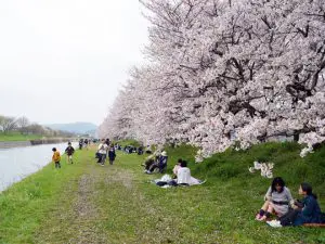 桜のトンネルで有名な流川桜並木に行って来ました