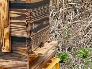 日本みつばち養蜂体験