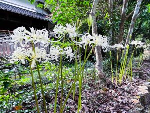 白い彼岸花が咲きました｜White Spider Lilies Are in Bloom