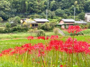 彼岸花が咲きました｜The Spider Lilies Are in Full Bloom