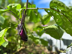 菜園にかわいい茄子が実りました。｜Beautiful eggplants have grown in the vegetable garden.