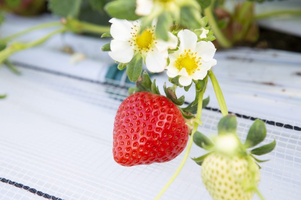 「たっぷり2時間!!5品種のいちご狩り付き」プランのご案内