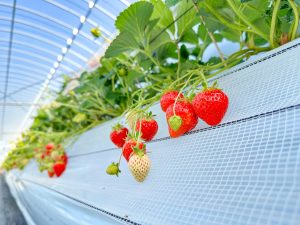 あったかハウスに「いちご」がいっぱい。色んな品種を食べ比べ。|Strawberries Galore in the Cozy Greenhouse: A Tasting Adventure
